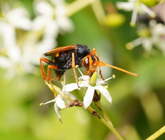 Cryptocheilus australis
