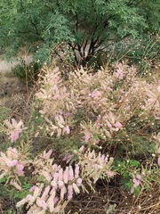 Mimosa dysocarpa