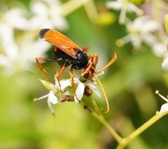 Cryptocheilus australis