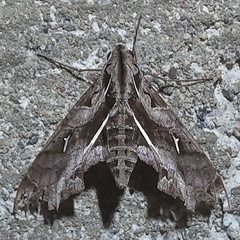 Hemeroplanes triptolemus