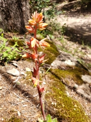 Echeveria paniculata