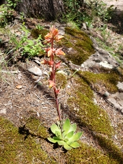 Echeveria paniculata