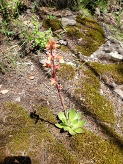 Echeveria paniculata