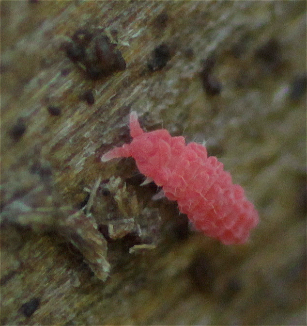 Bilobella braunerae