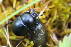 Trypocopris vernalis