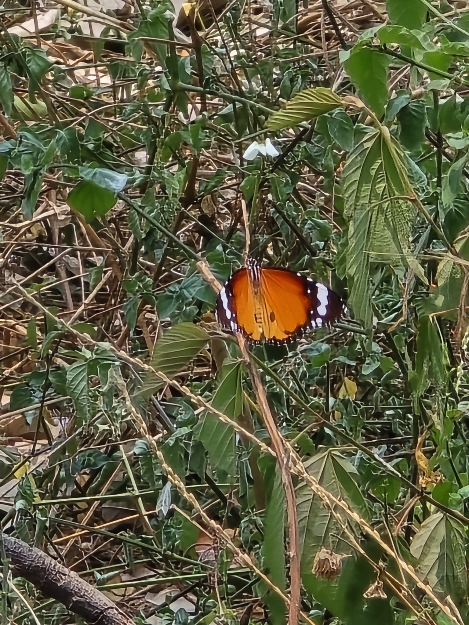 Plain Tiger