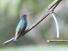 Chrysuronia oenone