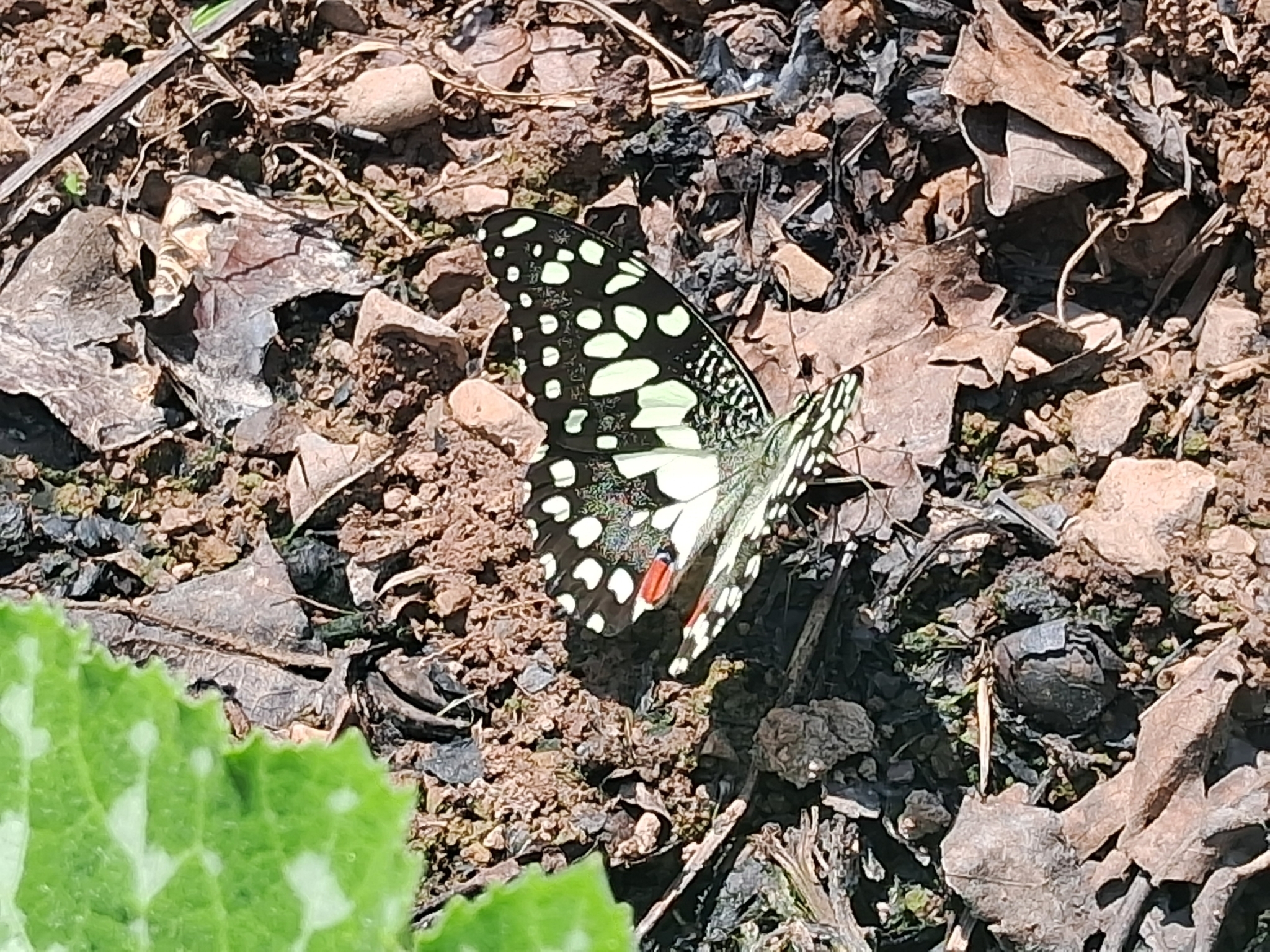 Lime Swallowtail