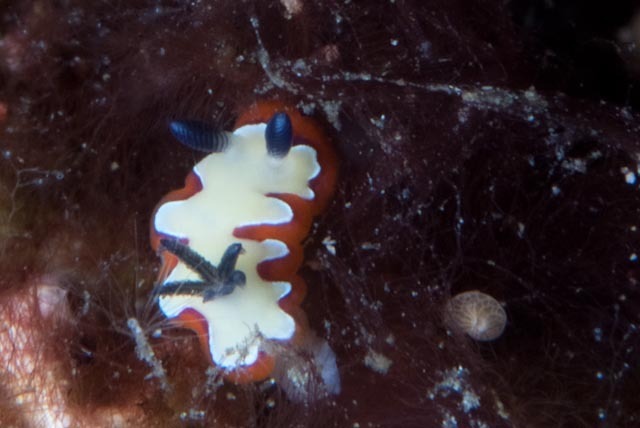 Fiesta Rainbow Dorid