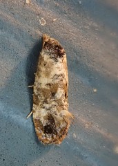 Cochylis