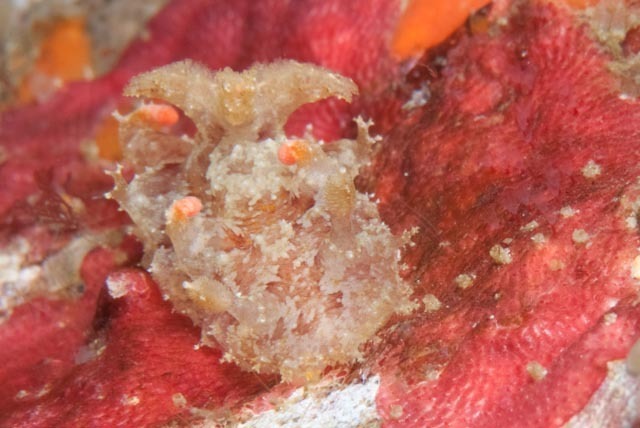 Filigreed Lightbulb Dorid