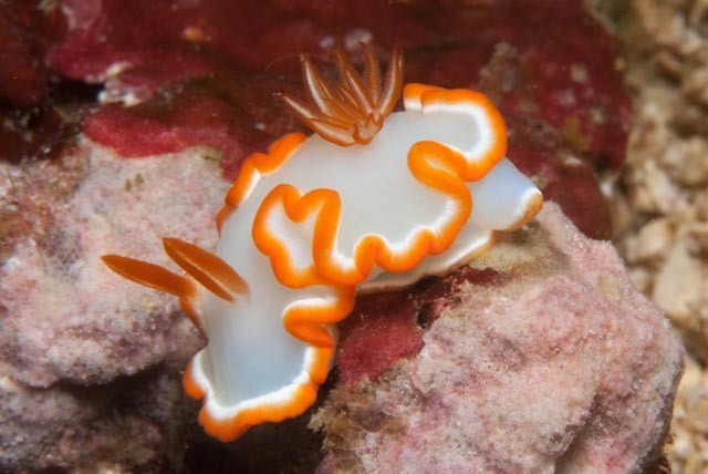 Ardeadoris averni