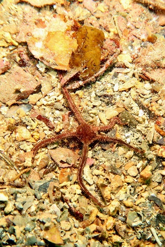 Ophiomyxa australis observed 2025-05-11