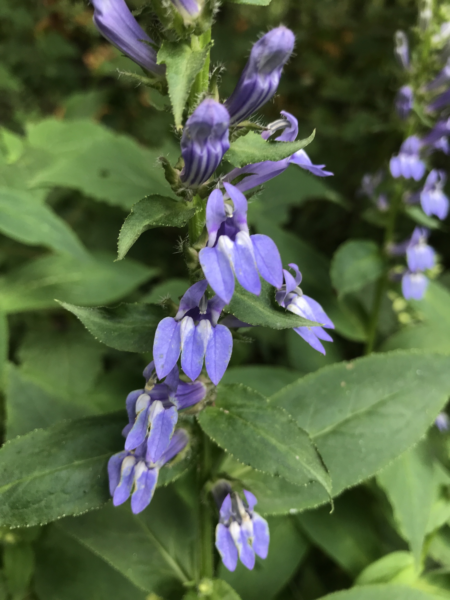 Lobelia