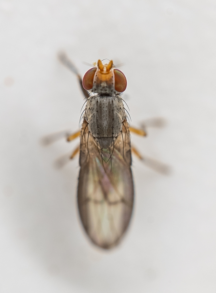 Trixoscelis signifera