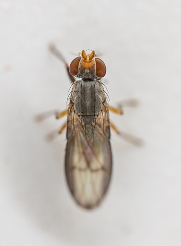 Trixoscelis signifera