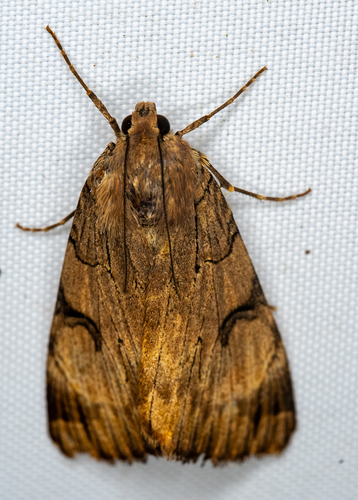 Drasteria ochracea photo 4