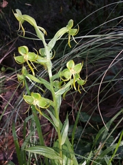 Habenaria jaliscana
