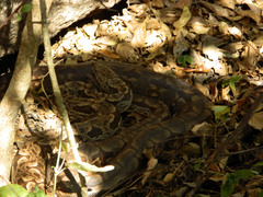 Acrantophis dumerili