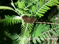 Piruna purepecha