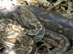 Acrantophis dumerili