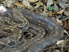 Acrantophis dumerili