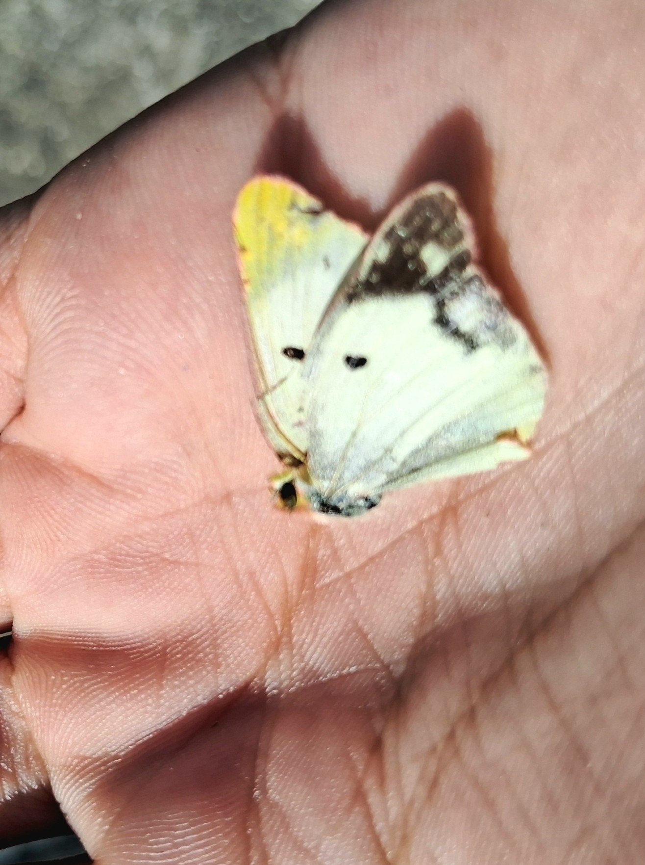 Eastern Pale Clouded Yellow