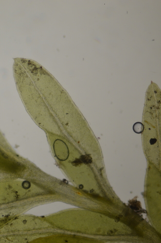Image of Fissidens crispus by no rights reserved