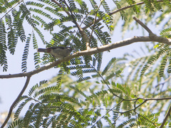 Conirostrum leucogenys