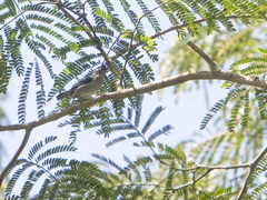 Conirostrum leucogenys