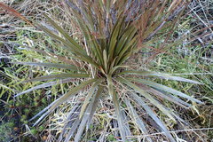 Celmisia armstrongii