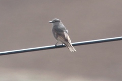 Muscisaxicola griseus