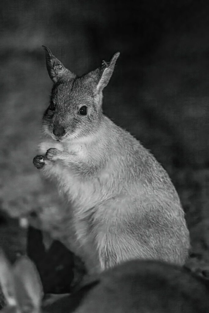 Rufous Hare-wallaby
