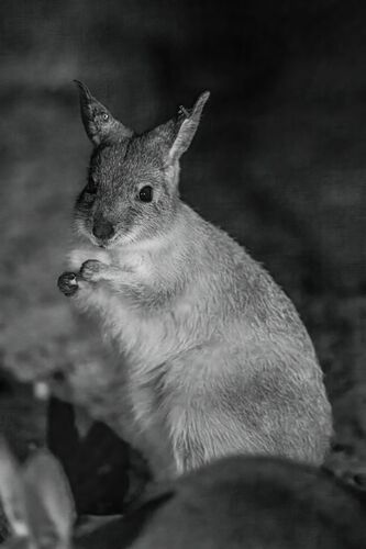 Rufous Hare-wallaby