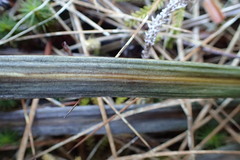 Celmisia armstrongii