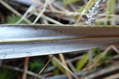 Celmisia armstrongii