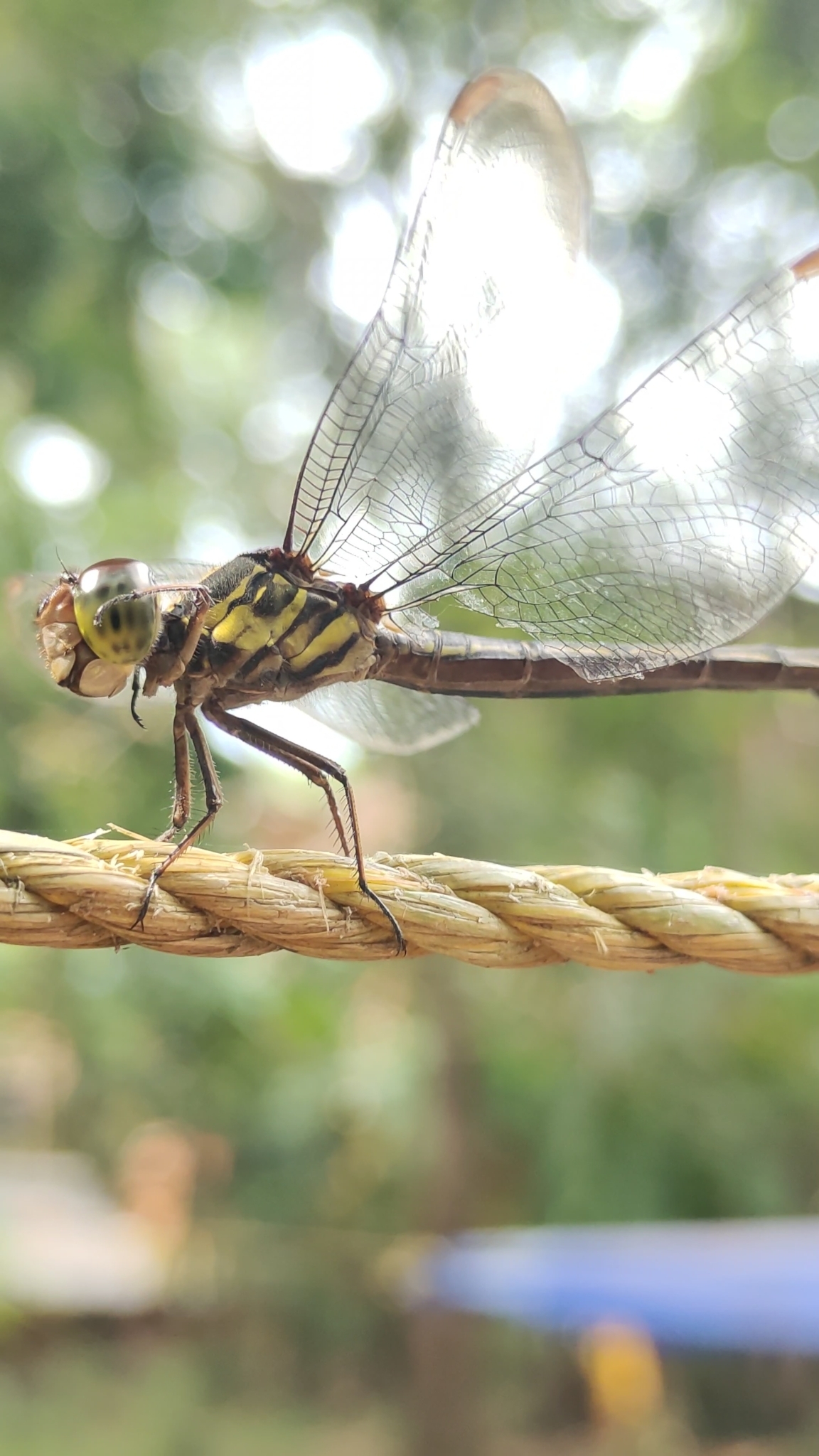 Emerald-Banded Skimmer