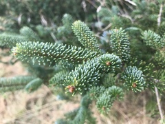 Abies fraseri