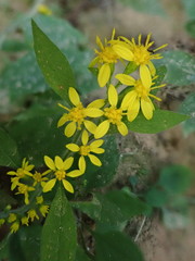 Solidago albopilosa