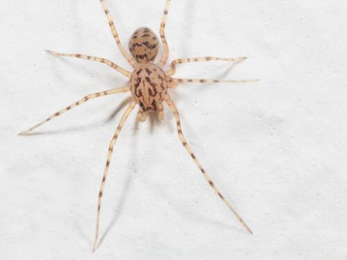Common Spitting Spider, Herewegwijk en Helpman, Groningen, Netherlands, photo 9 of 10