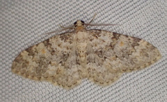 Zenophleps obscurata