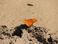 Dione vanillae maculosa