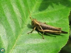 Abracris flavolineata