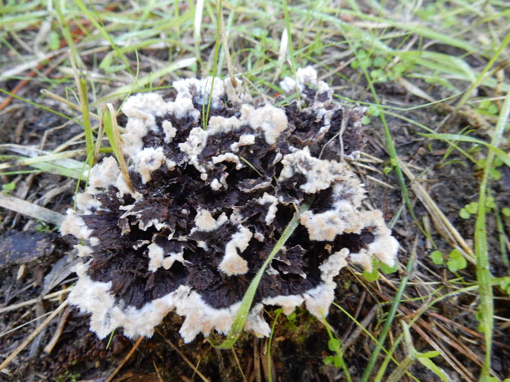 Thelephora terrestris · May 2025 · photo: © rayjackson (iNaturalist, cc-by)