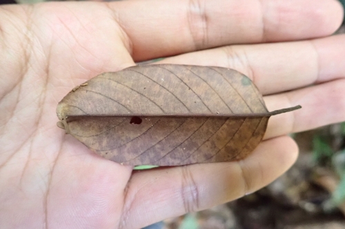 Shorea parvifolia observed 2025-05-13