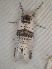 Furcula scolopendrina