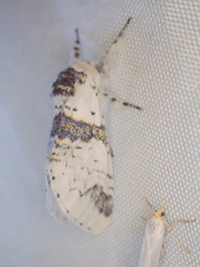 Furcula scolopendrina