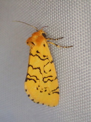 Chrysoecia atrolinea