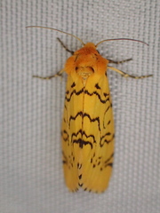 Chrysoecia atrolinea