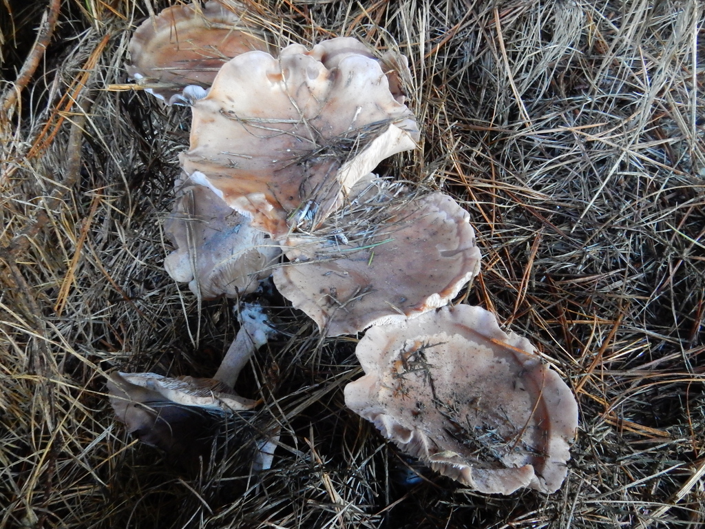 Collybia nuda · May 2025 · photo: © rayjackson (iNaturalist, cc-by)
